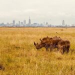 Nairobi National Park Half day private tour