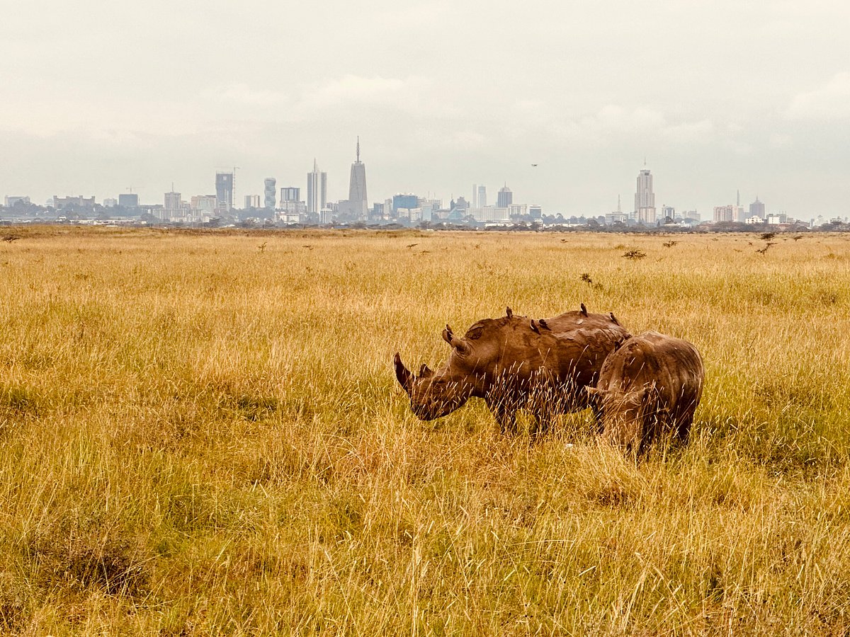 Nairobi National Park Half day private tour