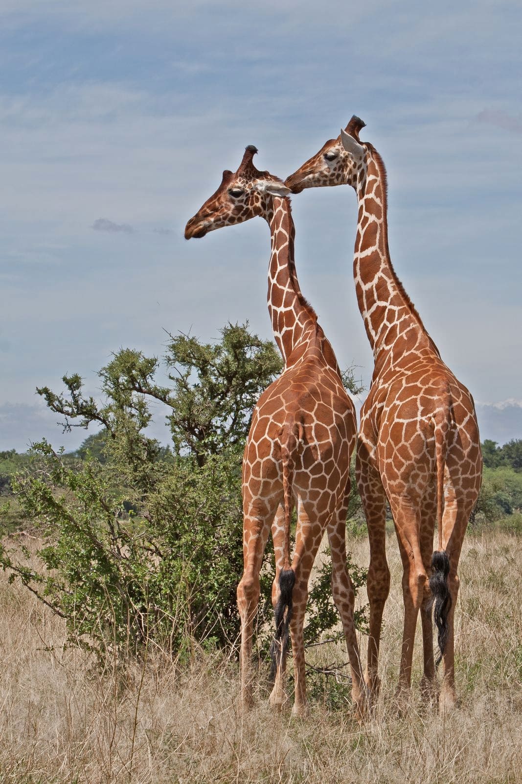 reticulated-giraffe-samburu-sopa-lodge